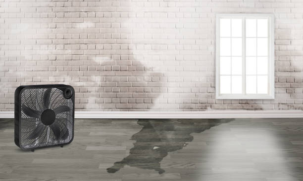 Best Local water damage restoration  in Summit View, WA